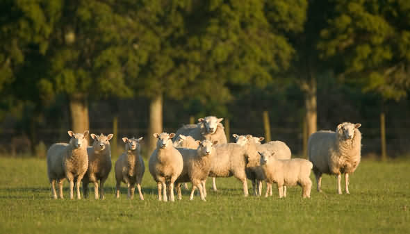 farm%5B1%5D.jpg